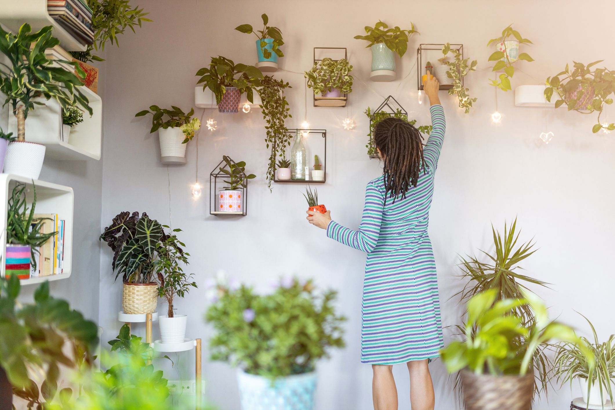 indoor plants